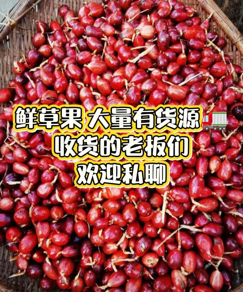 云南西双版纳新鲜草果。