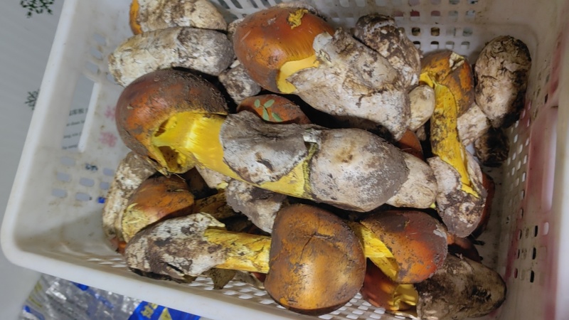 新鲜野生菌