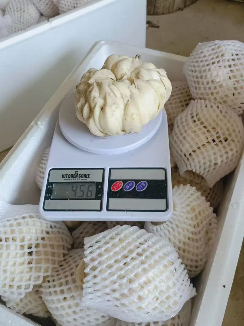 龙牙百合种球