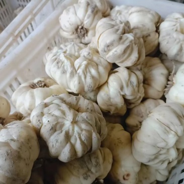 龙牙百合种球