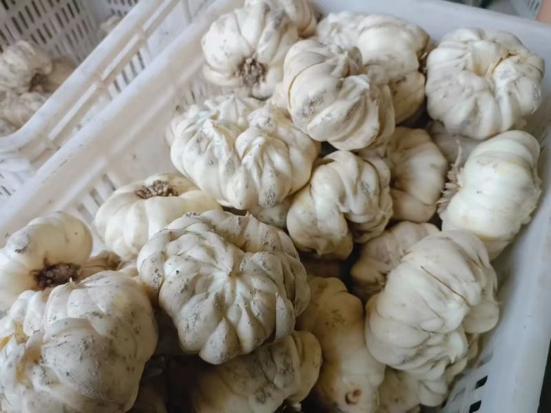 龙牙百合种球