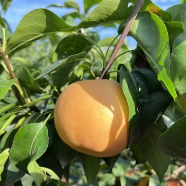 秋月梨