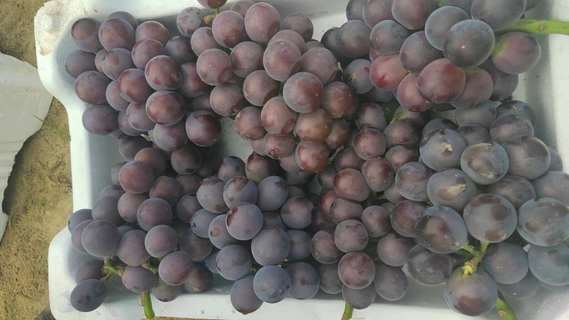 藤稔葡萄大量现货