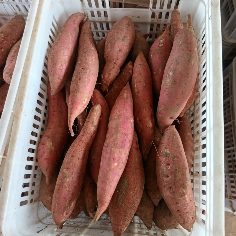 开封本地精品西瓜红蜜薯，大量上市一手货源，代发全国欢迎下单