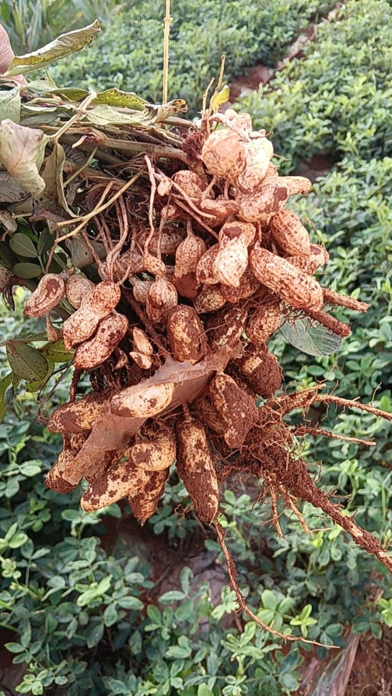 新鲜红皮花生