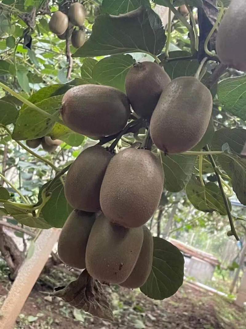 自家种植的碧玉猕猴桃