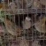 老‮鹑鹌‬鸟3-4两一只，南宁，长‮有期‬货，支‮发持‬货，