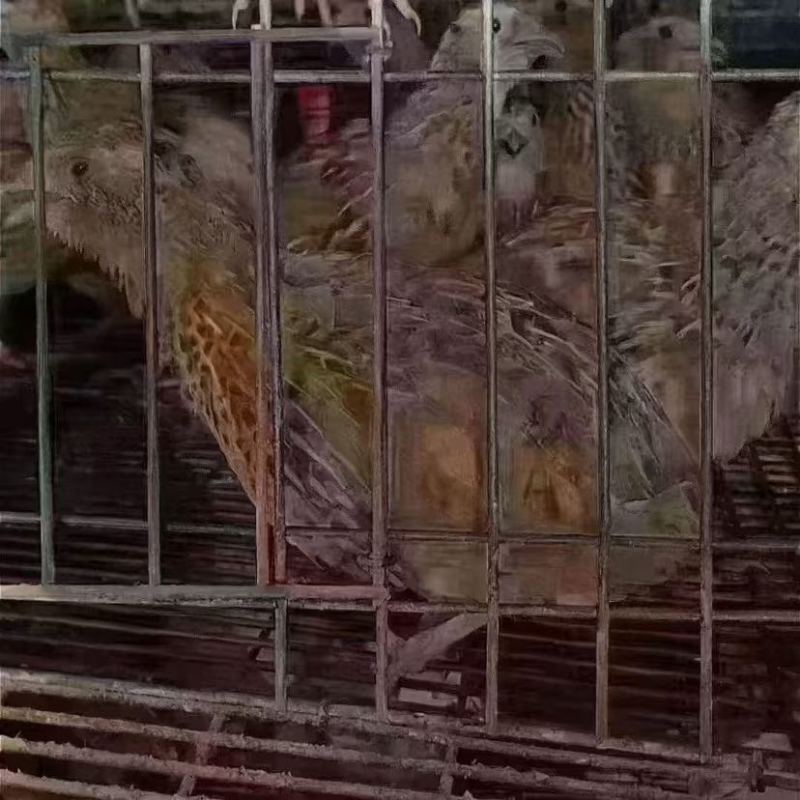 老‮鹑鹌‬鸟3-4两一只，南宁，长‮有期‬货，支‮发持‬货，