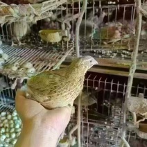 老‮鹑鹌‬鸟3-4两一只，南宁，长‮有期‬货，支‮发持‬货，