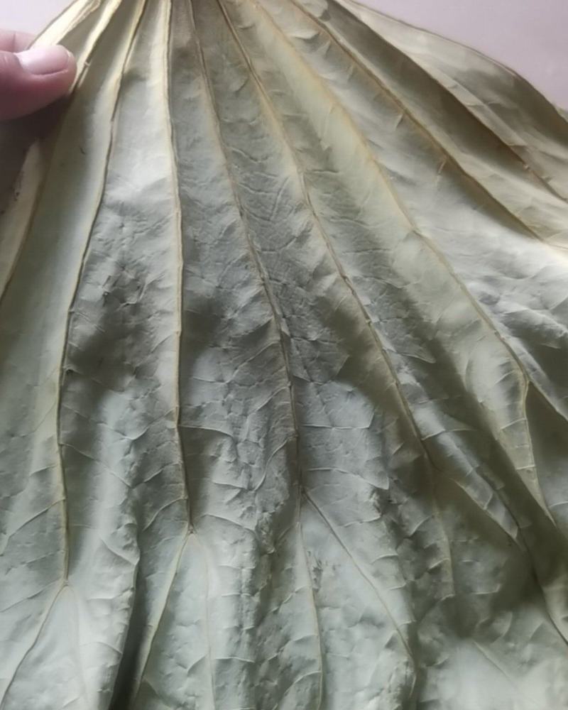 微山湖荷叶现货60吨。***********