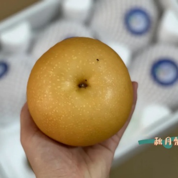 秋月梨