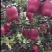花牛苹果