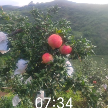 会理突尼斯软籽石榴开始大量上市