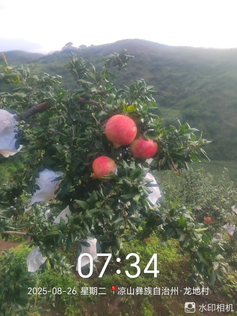 会理突尼斯软籽石榴开始大量上市