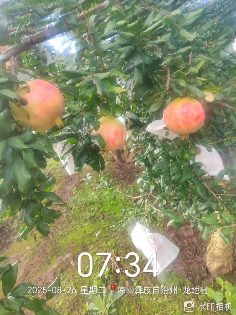 会理突尼斯软籽石榴开始大量上市
