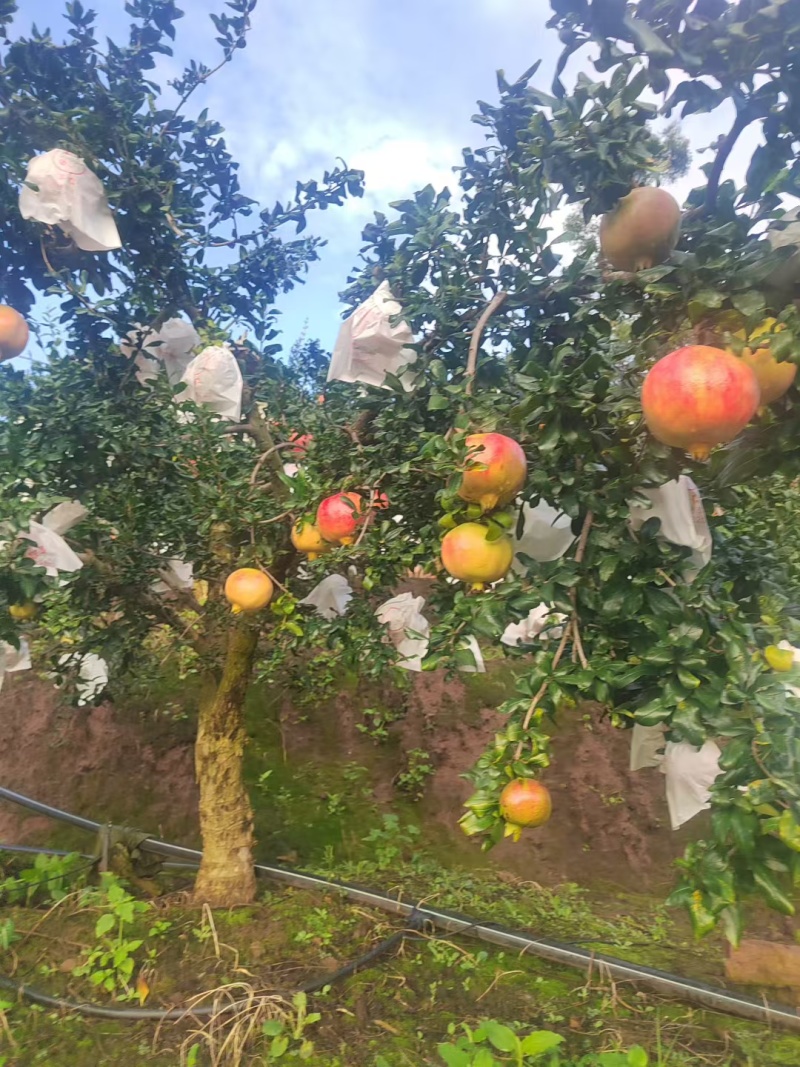 会理突尼斯软籽石榴开始大量上市