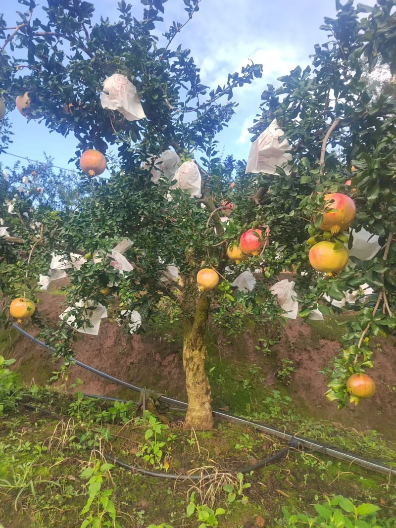 会理突尼斯软籽石榴开始大量上市
