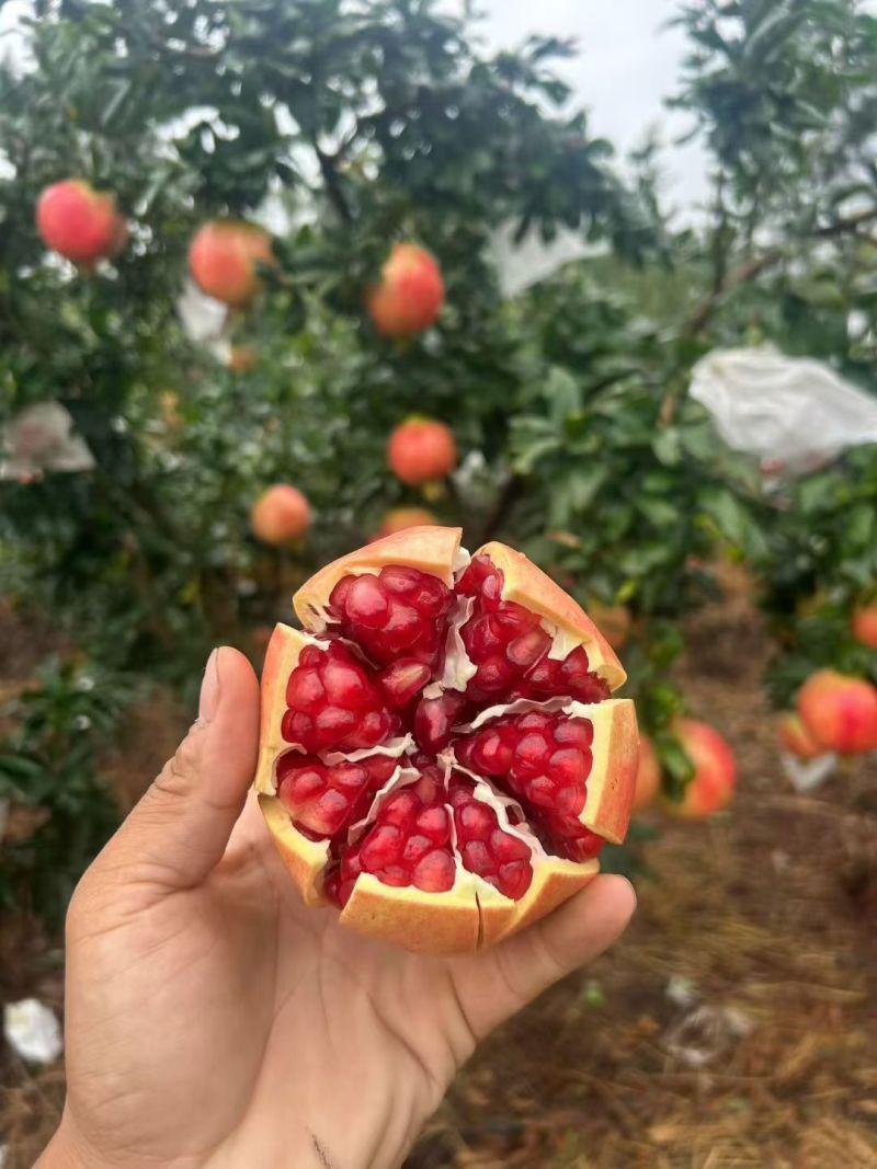 正宗会理突尼斯软籽石榴，对接各个平台
