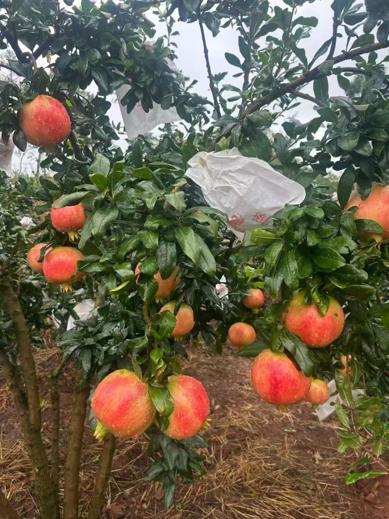 正宗会理突尼斯软籽石榴，对接各个平台