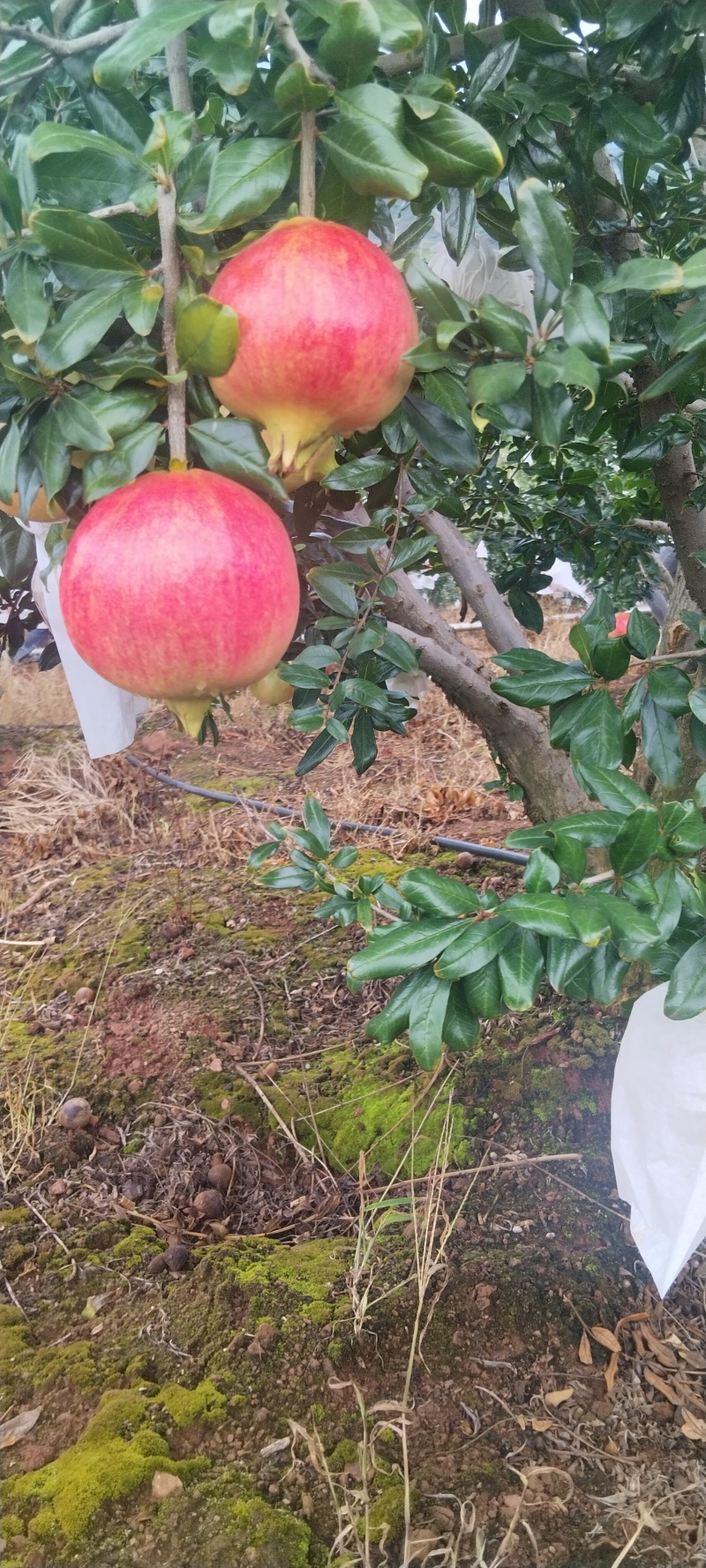 正宗会理突尼斯软籽石榴，对接各个平台