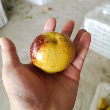 冬枣