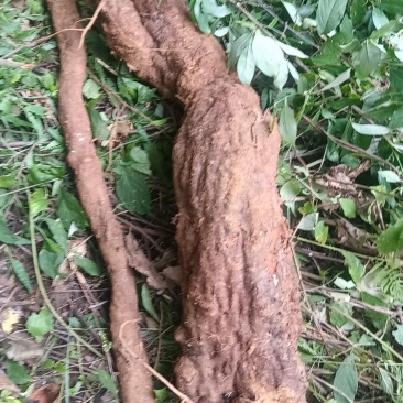 葛根有几百斤
