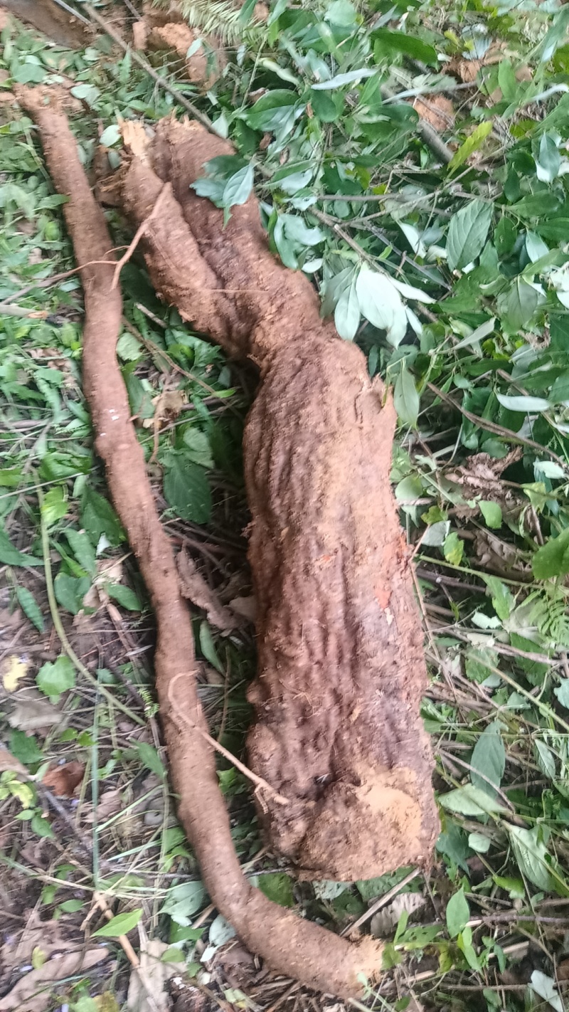 葛根有几百斤