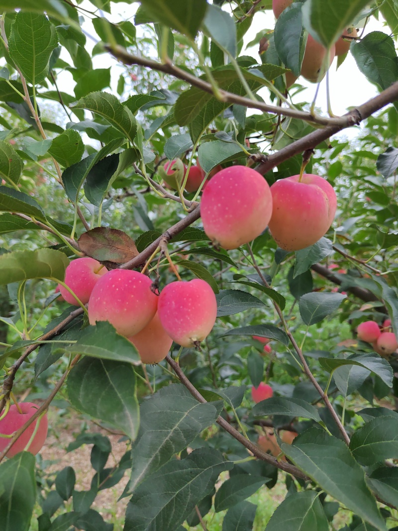 鸡心果