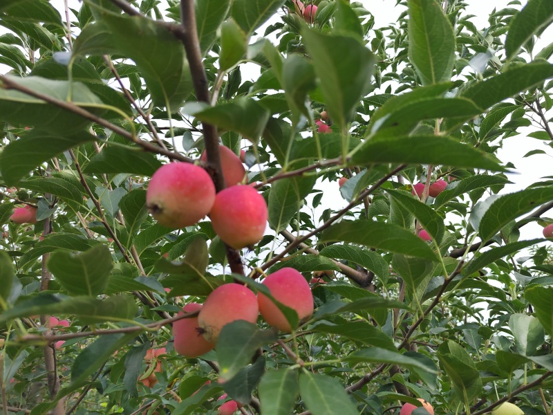 鸡心果