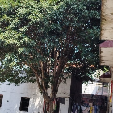 桂花树（八月桂）