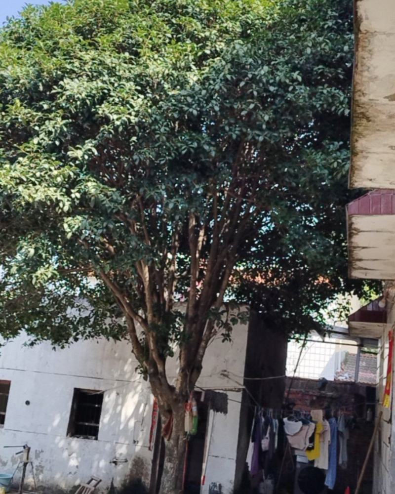 桂花树（八月桂）