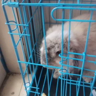 折耳兔