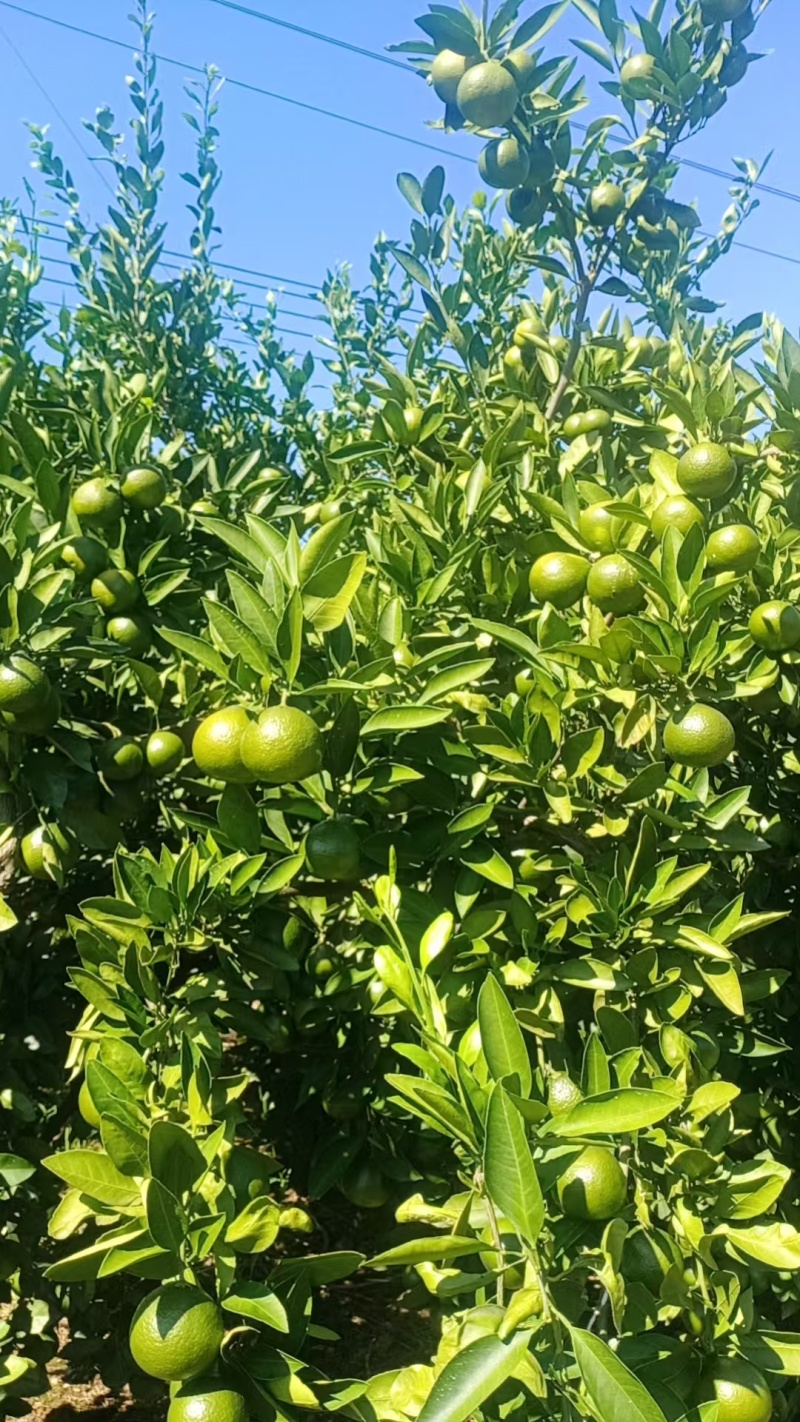 湖北蜜橘
