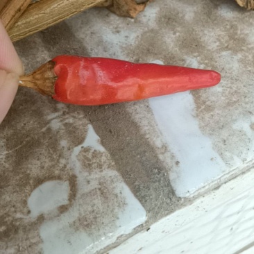 新一代朝天椒
