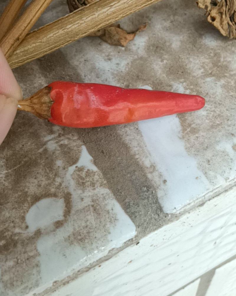 新一代朝天椒