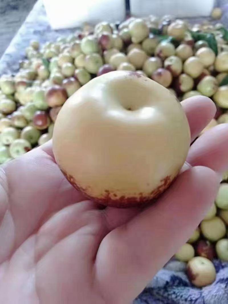 黄骅冬枣