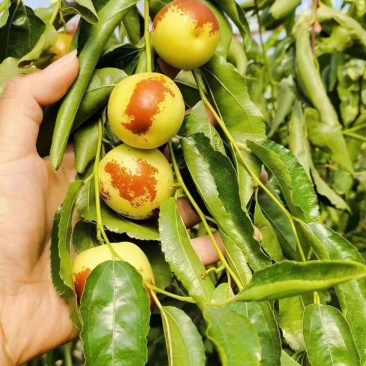 黄骅冬枣