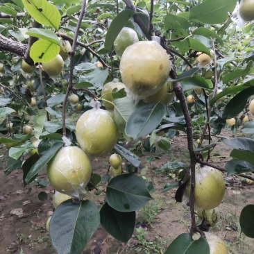 阳信媚梨皇冠梨