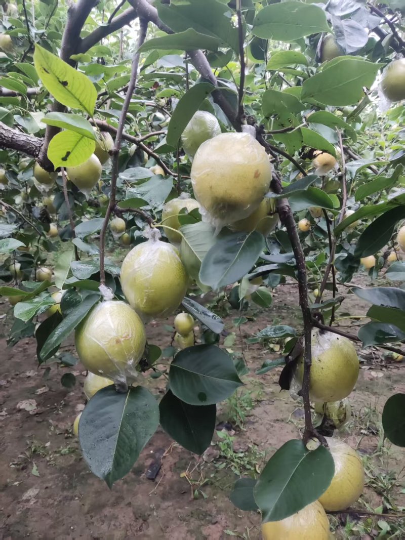 阳信媚梨皇冠梨