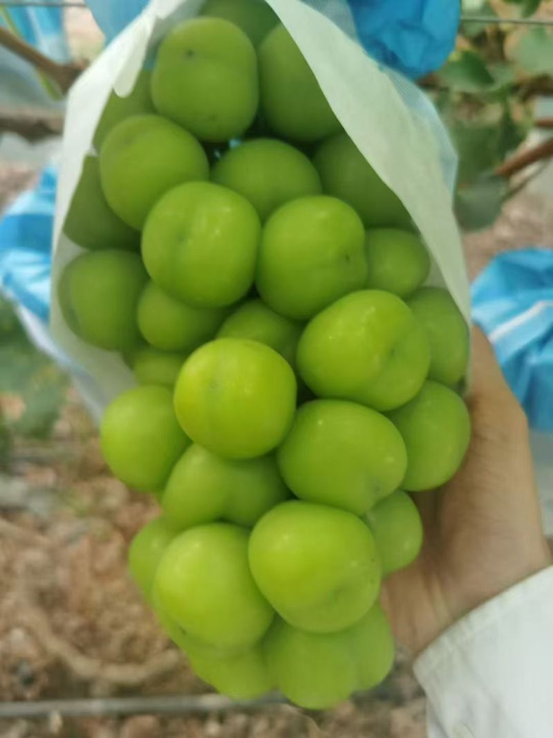 阳光玫瑰