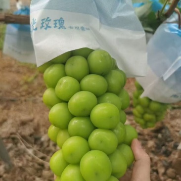 阳光玫瑰