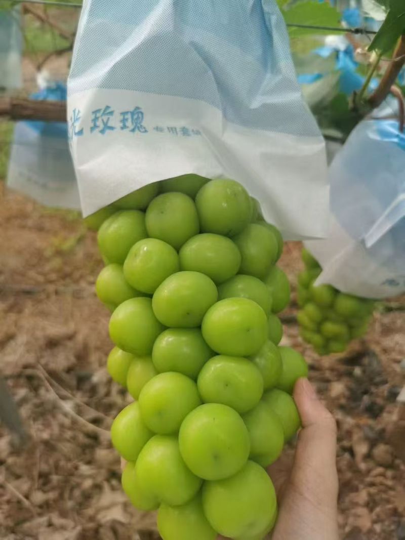 阳光玫瑰