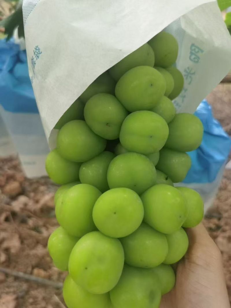 阳光玫瑰