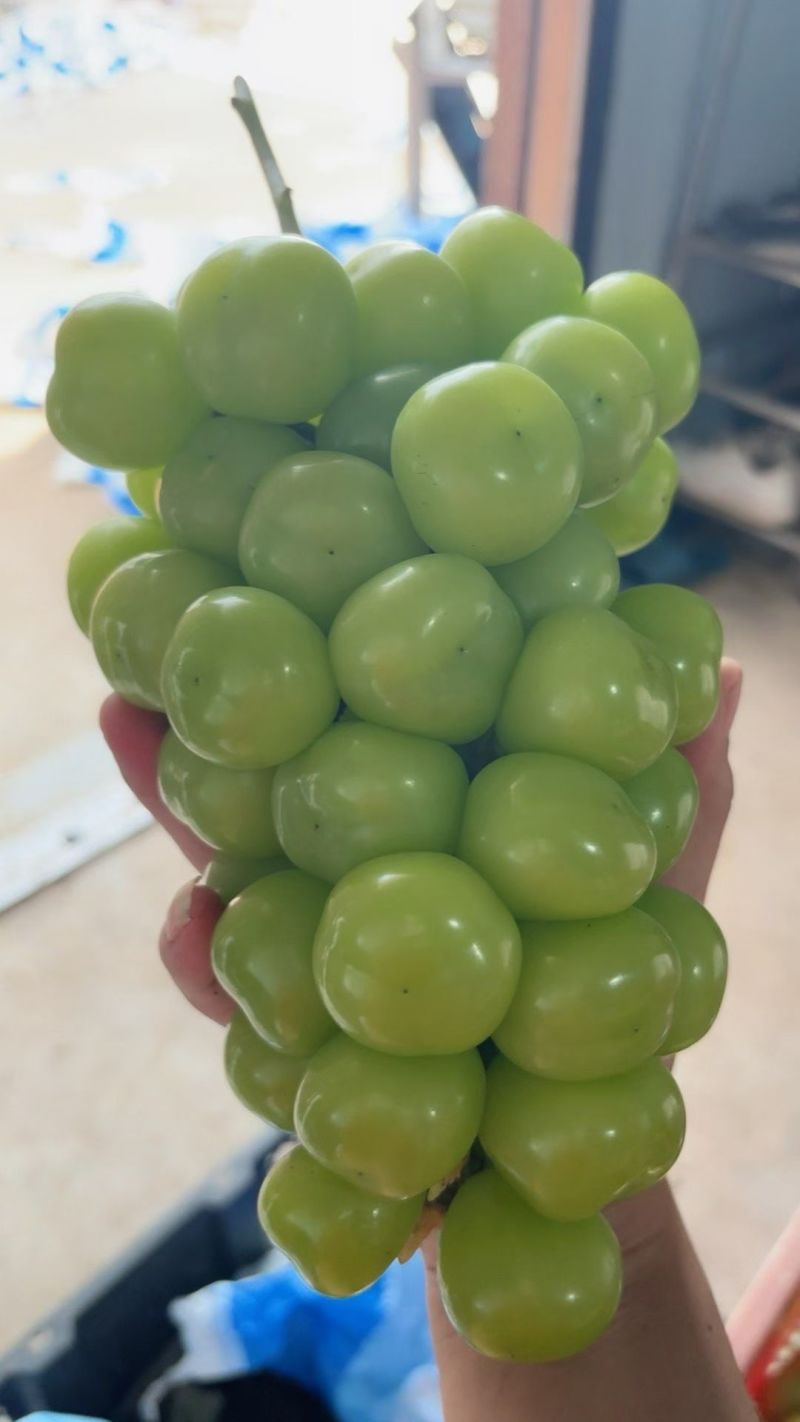 阳光玫瑰