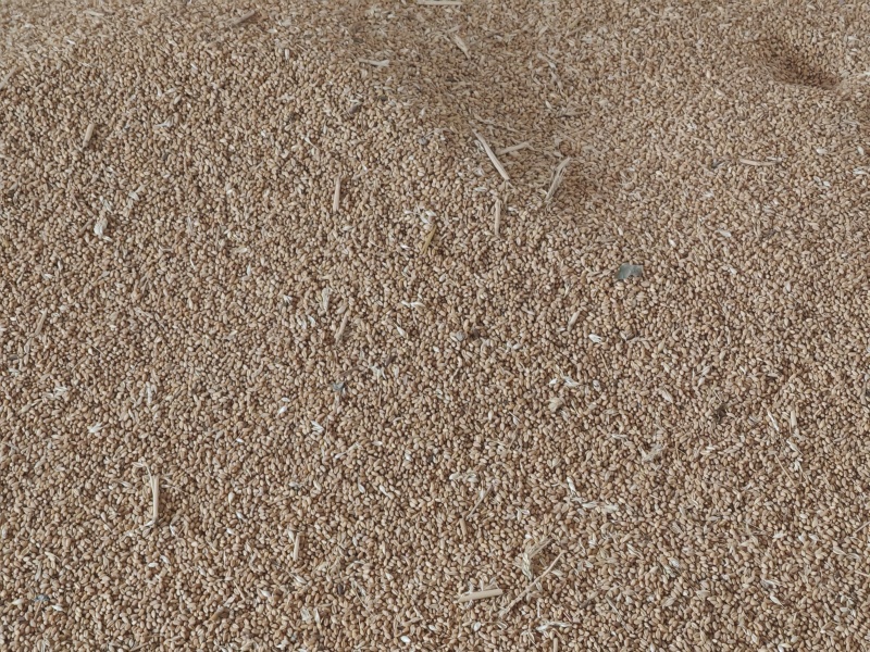 陕西高陵高粱麦