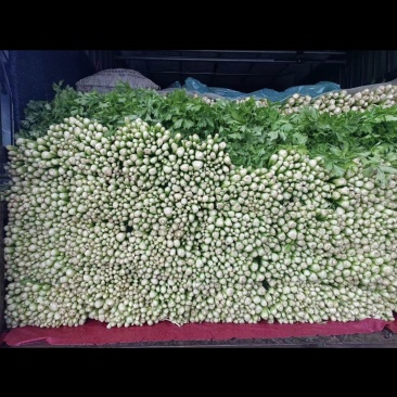 中颗芹菜