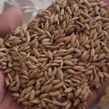 广西优质珍桂稻谷