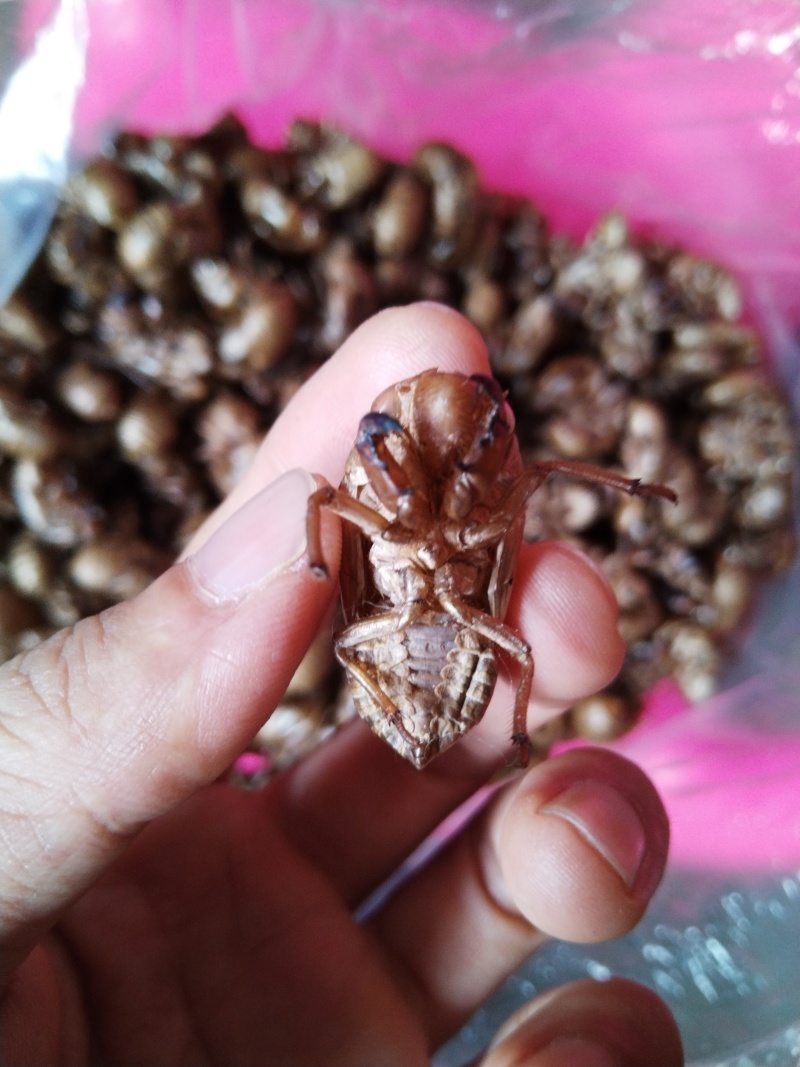 水洗蝉蜕