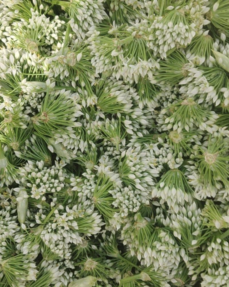 韭菜花