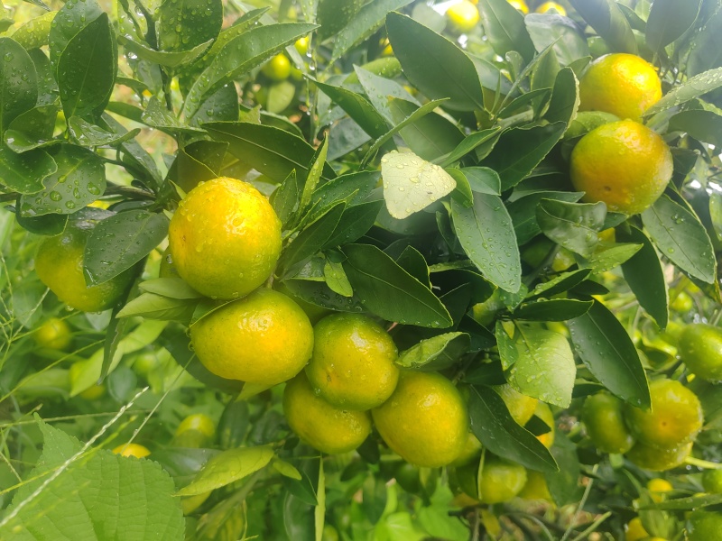 大丰1号柑橘